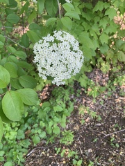 Viburnaceae