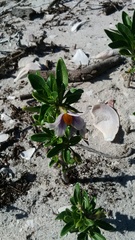 Solanum guineense