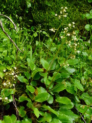 Micranthes marshallii