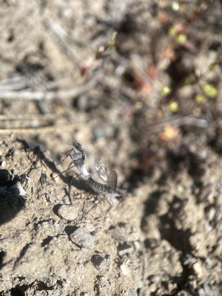 Tabuda planiceps