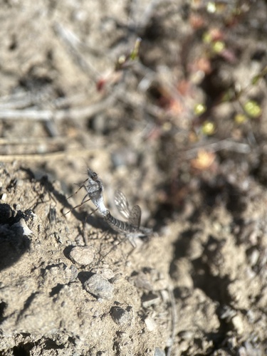 Tabuda planiceps