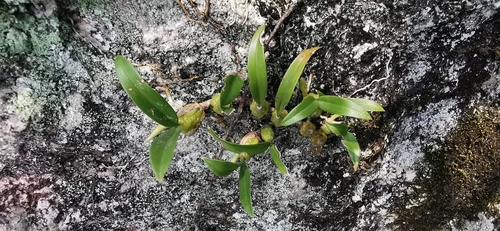 Coelogyne cantonensis