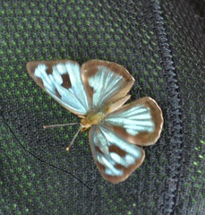 Dynamine postverta postverta