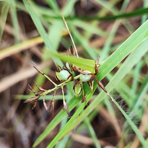 Image of Scleria secans by (c) Thomaz Ricardo Favreto Sinani, some rights reserved (CC BY)