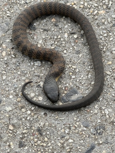 Tiger Snake sighting