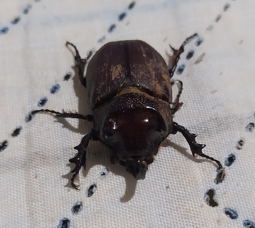 Coelosis bicornis