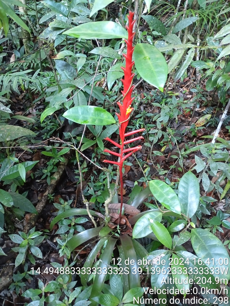 Vriesea recurvata