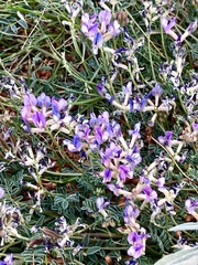 Astragalus nothoxys