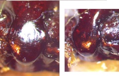 Pterostichus sculptus