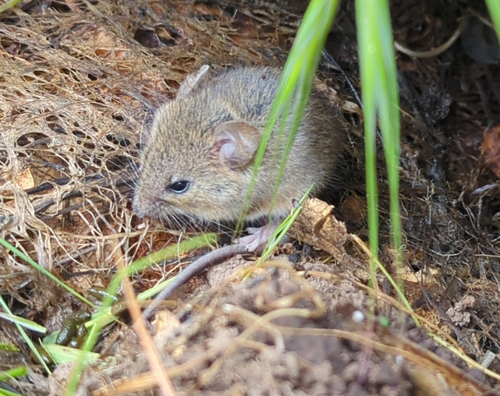 Western Harvest Mouse (Reithrodontomys megalotis)