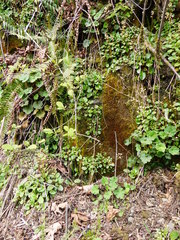 Micranthes marshallii