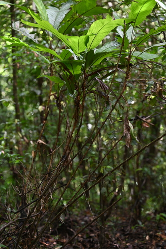 Bactris nancibaensis