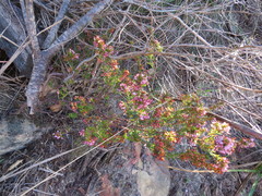Erica ericoides