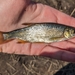 Golden Shiner - Photo (c) qfc79, some rights reserved (CC BY), uploaded by qfc79