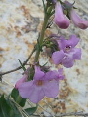 Penstemon secundiflorus