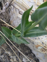 Penstemon secundiflorus