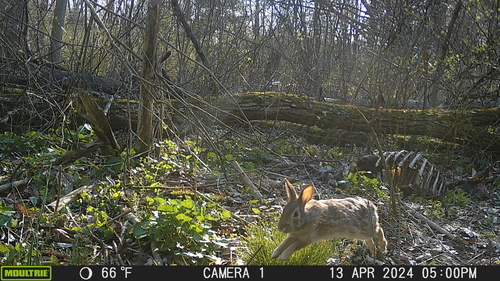 Eastern Cottontail photographed in Michigan