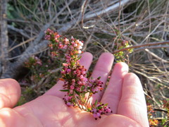 Erica ericoides