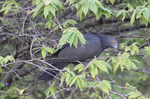 Christmas Imperial Pigeon (Ducula whartoni), photo 9