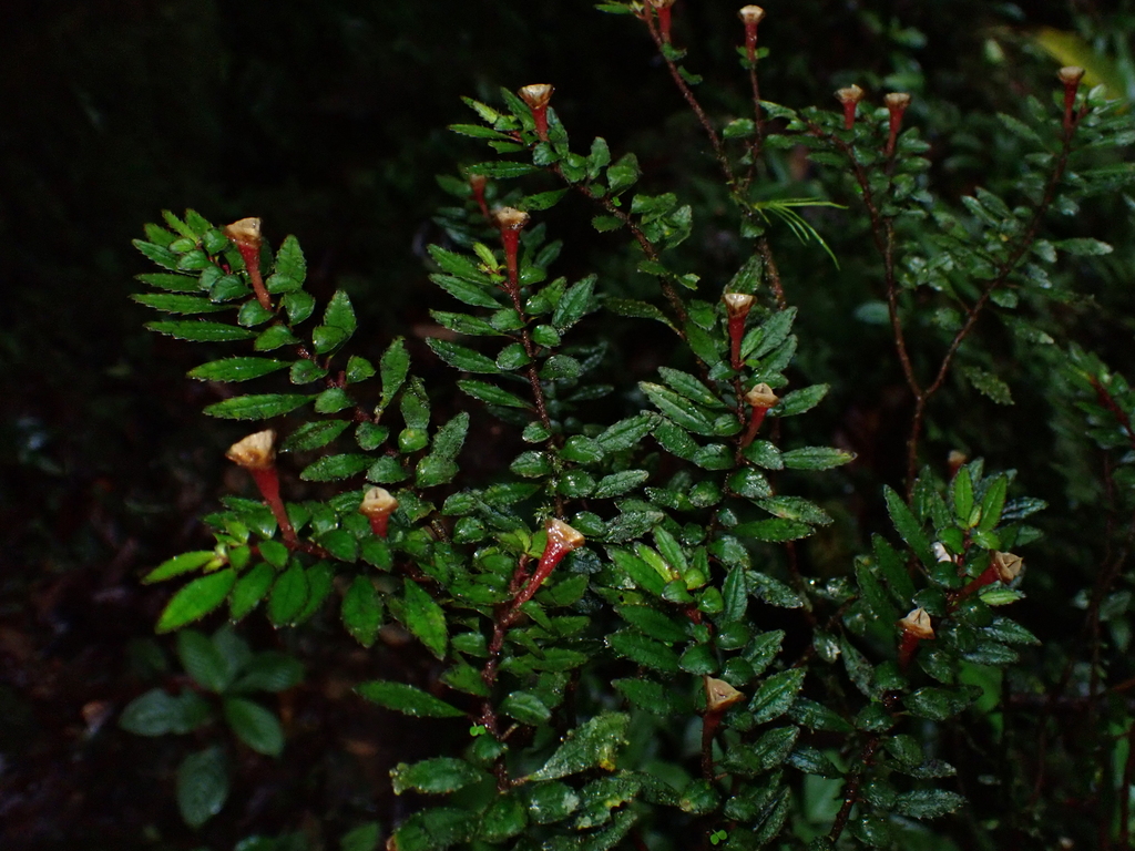 Triolena pileoides