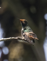 Lophornis delattrei image