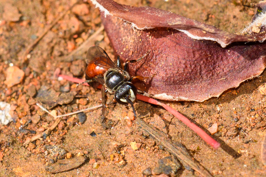 Hostile Yellow-faced Bee