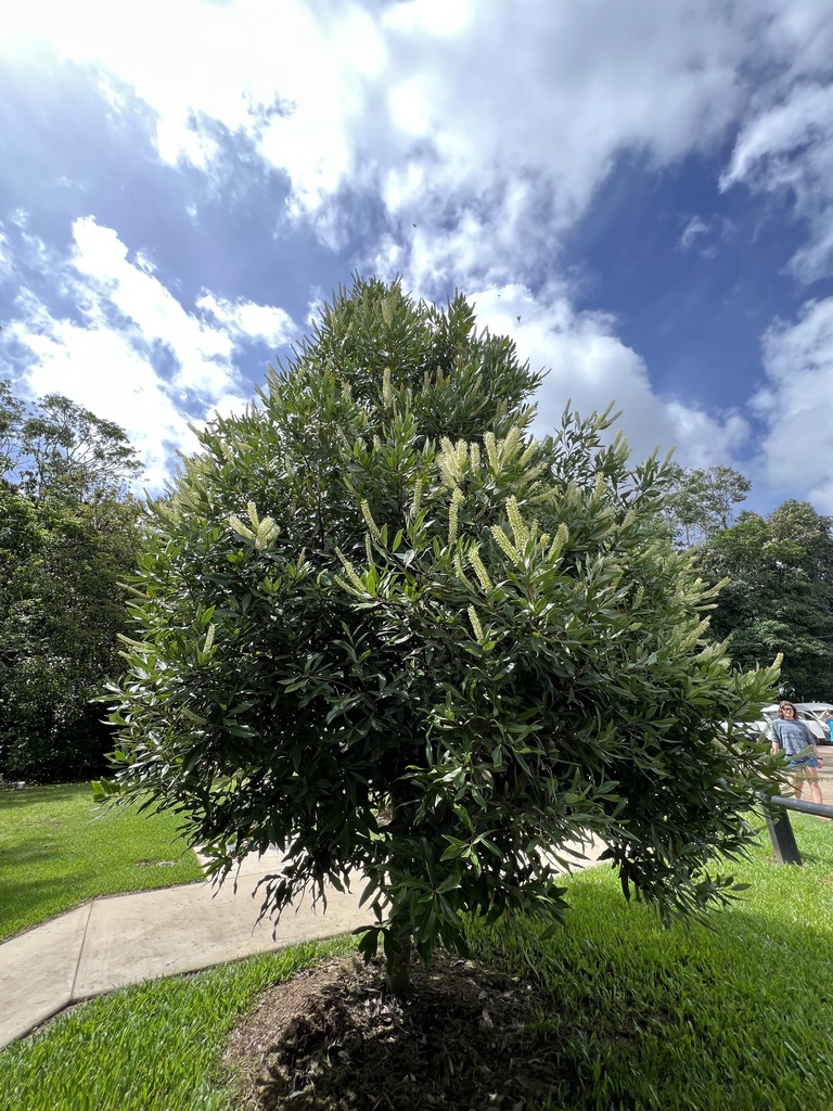 ivory curl tree from Tolga, QLD, AU on February 4, 2024 at 10:27 AM by ...