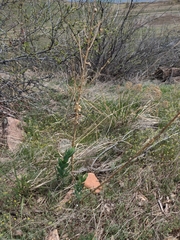 Linaria dalmatica dalmatica