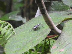 Exophthalmus nicaraguensis image