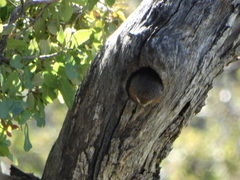 Micrathene whitneyi