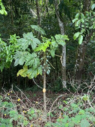 Vasconcellea goudotiana (Vasconcellea goudotiana)