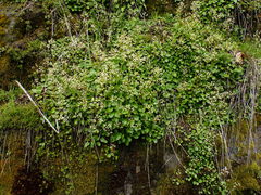 Micranthes marshallii