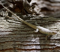Urosaurus graciosus
