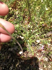 Micranthes integrifolia