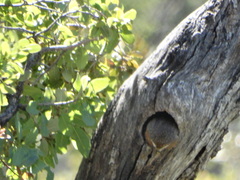 Micrathene whitneyi