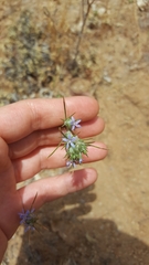 Eriastrum filifolium