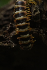 Arthrophaga myriapodina