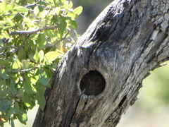 Micrathene whitneyi