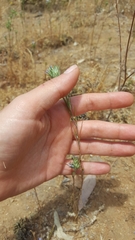 Eriastrum filifolium