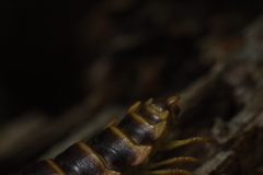 Arthrophaga myriapodina