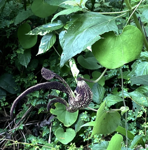 Aristolochia ringens, photograph 6
