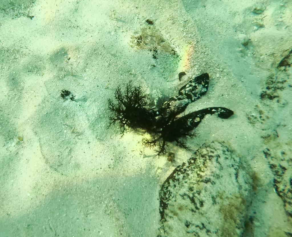 Pseudocnella