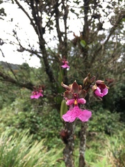 Caucaea