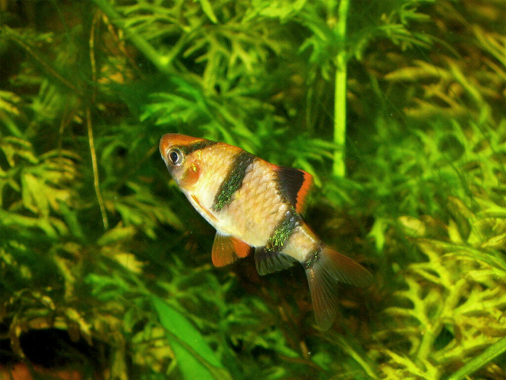 Barbus ancre (barbu tigre de Bornéo) (Puntigrus anchisporus)