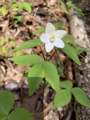 Anemonoides lancifolia