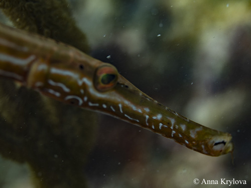 Western Atlantic Trumpetfish