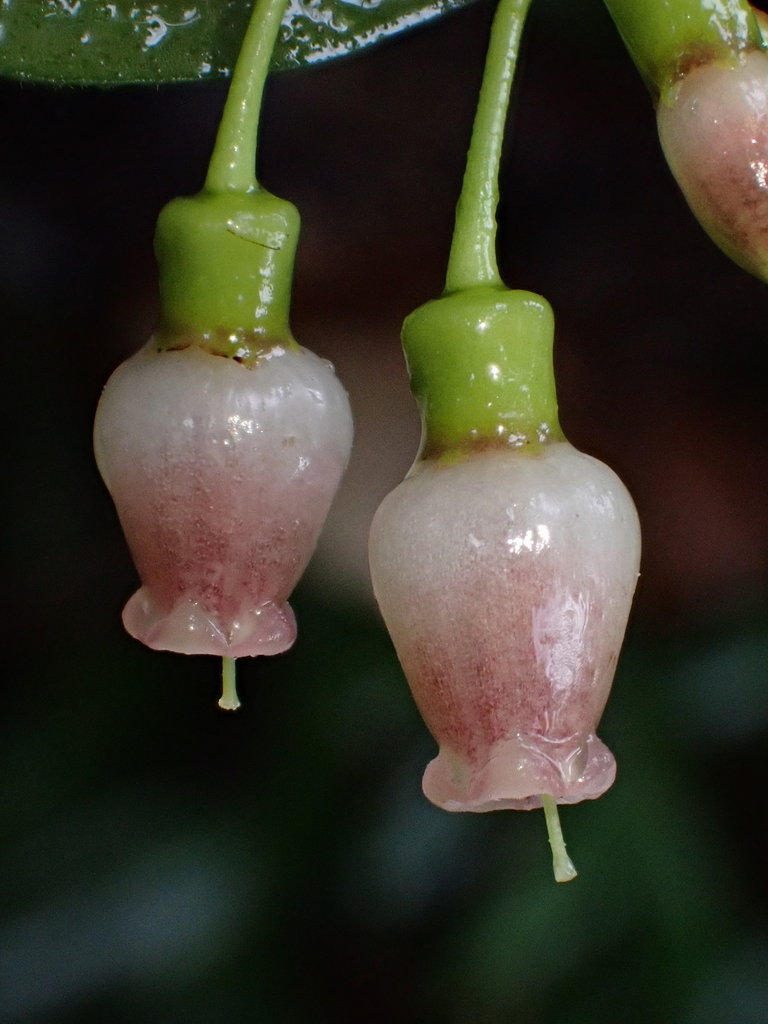 Cavendishia isernii