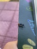 Giesberteclipta monteverdensis - Photo (c) Melanie Ayala, some rights reserved (CC BY-NC), uploaded by Melanie Ayala