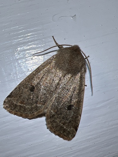 Speckled Green Fruitworm Moth photo 5