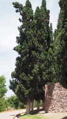 Cupressus